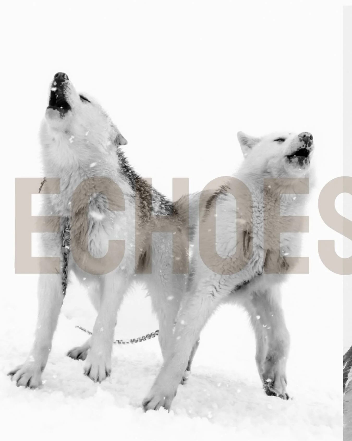 Echoes of the Pack
For nearly a decade, I have walked the edges of the Arctic with my camera, chasing the lives of polar bears across drifting ice and shifting seasons. In their presence, I found both fragility and power &mdash; a species at once mag