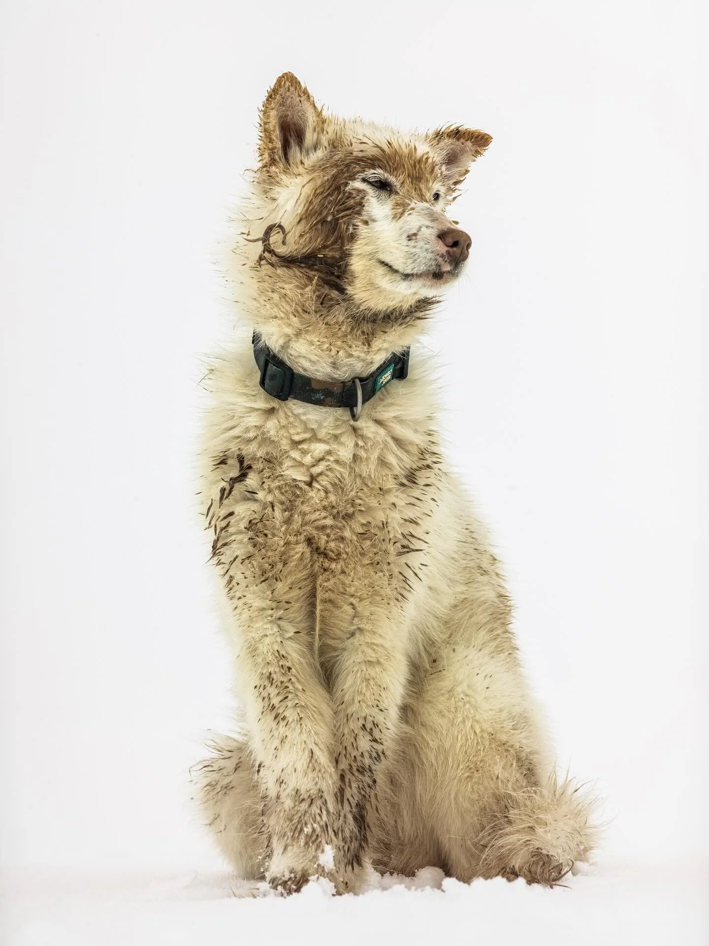 This is not the end, this is the beginning #baffinisland.  For the sled dogs of Baffin Island

Chained in the white breath of the Arctic wind,
Steel links bite harder than the frost&mdash;
Their ribs sing songs of hollow hunger,
Their eyes, half-clos
