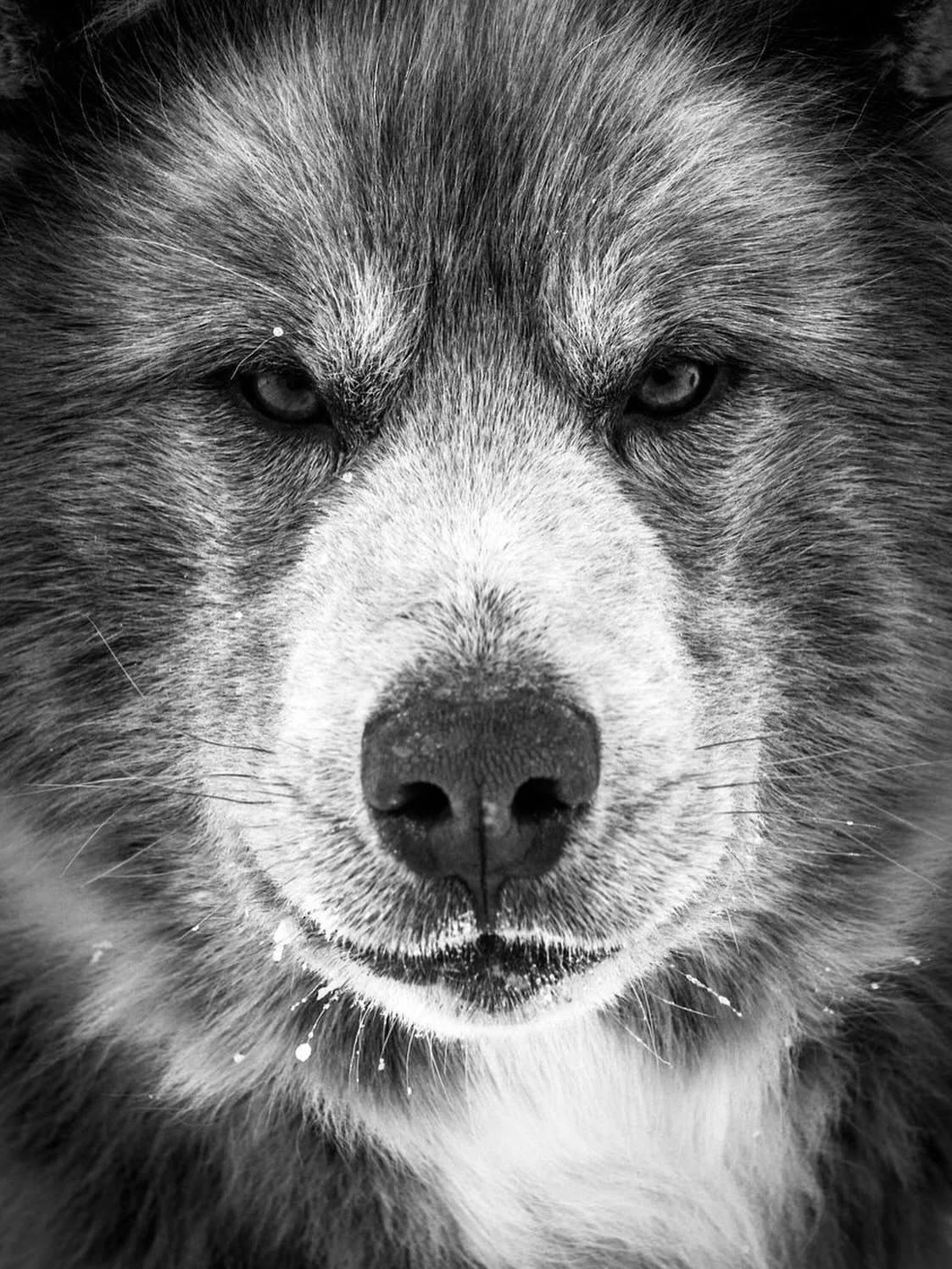 Tethered: The Silent Lives of Baffin Island
 
I went to Baffin Island in search of polar bears, but I found something else entirely. I found dogs&mdash;hundreds of them&mdash;chained to the ice, living lives of silent endurance. Born into service, th
