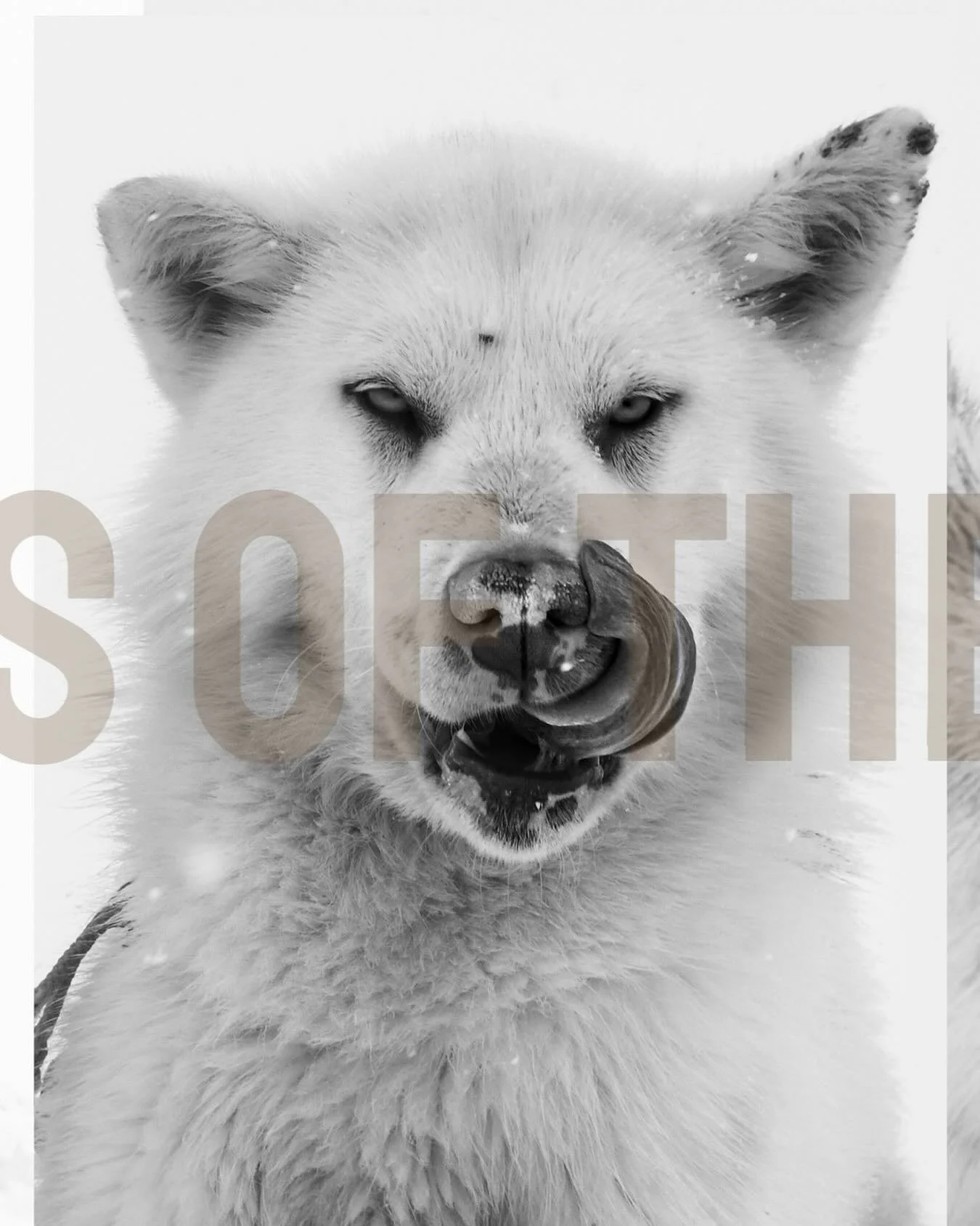 Echoes of the Pack
For nearly a decade, I have walked the edges of the Arctic with my camera, chasing the lives of polar bears across drifting ice and shifting seasons. In their presence, I found both fragility and power &mdash; a species at once mag