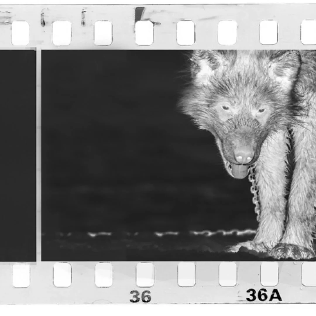 Echoes of the Pack: 2026  Echoes of the Pack
For nearly a decade, I have walked the edges of the Arctic with my camera, chasing the lives of polar bears across drifting ice and shifting seasons. In their presence, I found both fragility and power &md
