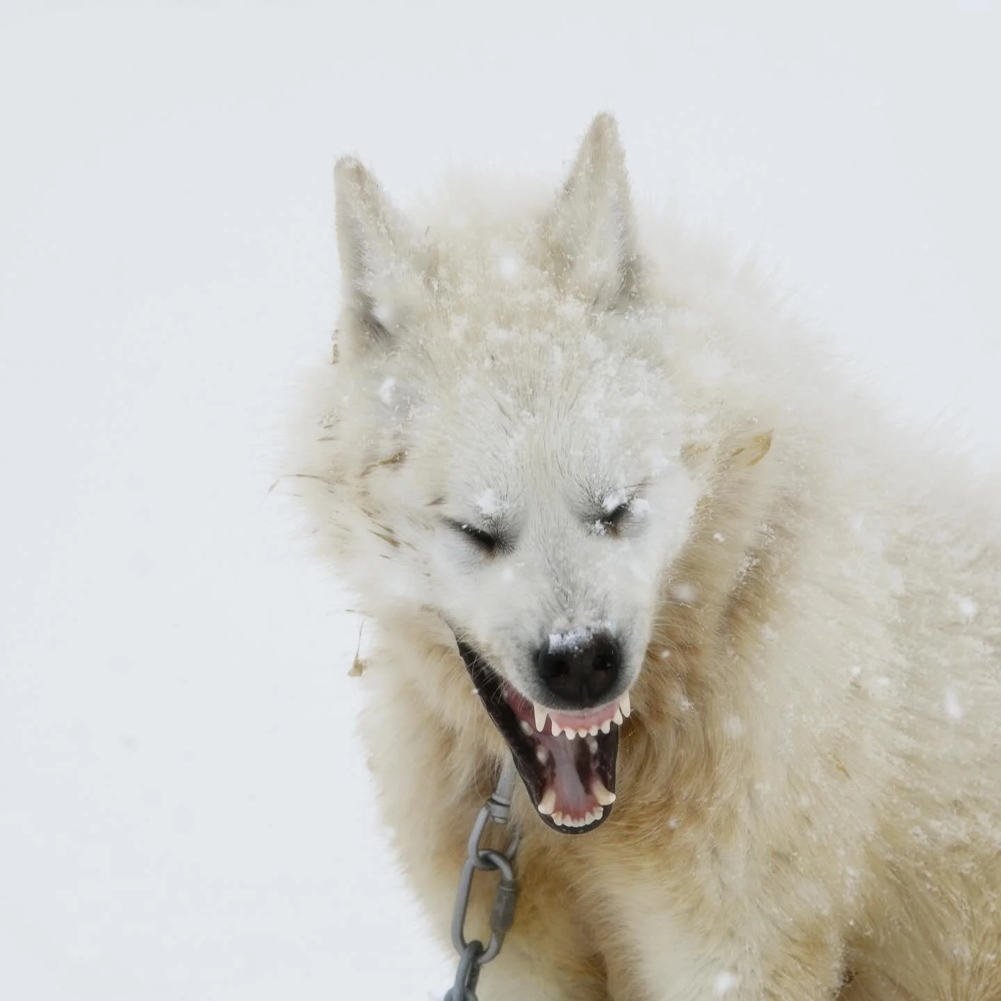 For nearly a decade, I have walked the edges of the Arctic with my camera, chasing the lives of polar bears across drifting ice and shifting seasons. In their presence, I found both fragility and power &mdash; a species at once magnificent and imperi