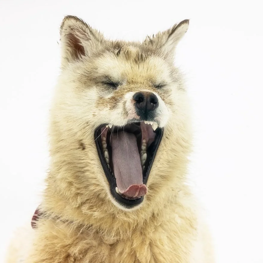 For nearly a decade, I have walked the edges of the Arctic with my camera, chasing the lives of polar bears across drifting ice and shifting seasons. In their presence, I found both fragility and power &mdash; a species at once magnificent and imperi