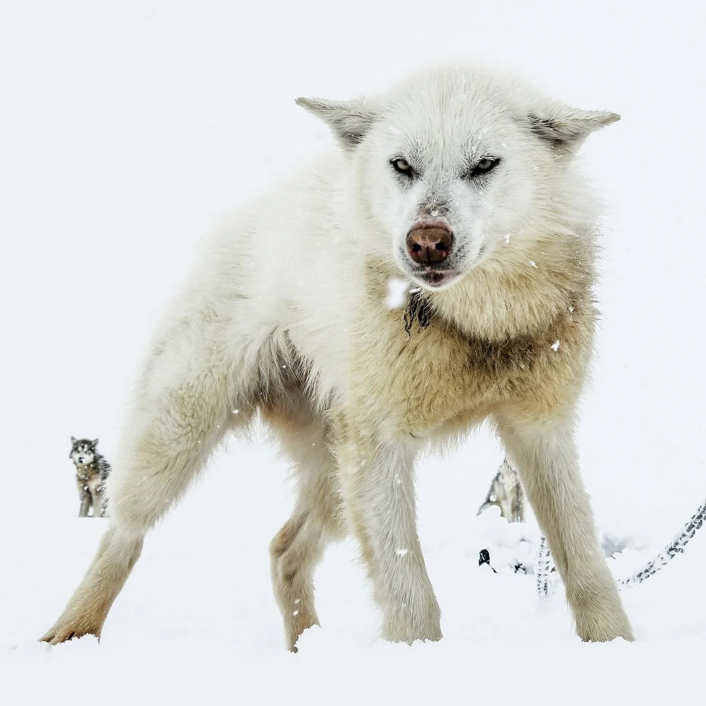 For nearly a decade, I have walked the edges of the Arctic with my camera, chasing the lives of polar bears across drifting ice and shifting seasons. In their presence, I found both fragility and power &mdash; a species at once magnificent and imperi
