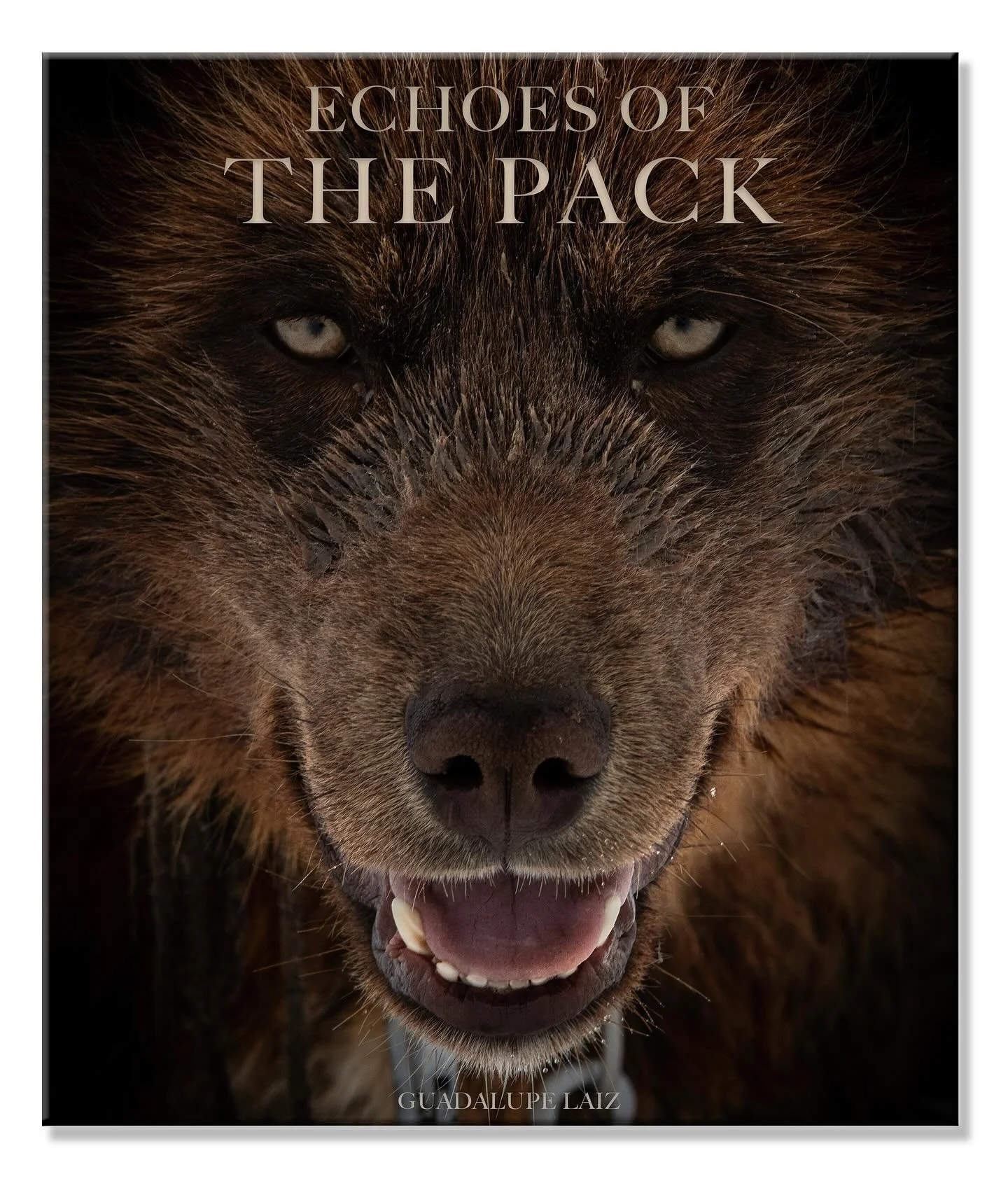 This is the most personal, exciting, and important project I&rsquo;ve ever undertaken &mdash; not one I sought out, but one that found me.
Echoes of the Pack: Out in the World 2026
Across the Arctic, working dogs live lives as stark and unforgiving a