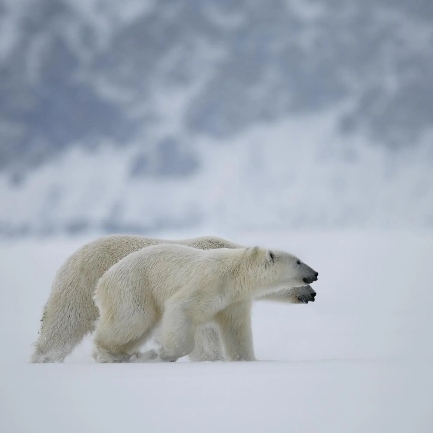 &ldquo;One in the White&rdquo; We moved as one&mdash; a quiet rhythm through the snow, as if the wind itself was guiding us.
She taught me everything I know about silence, about strength, about love that doesn&rsquo;t need words.
Hours after this, sh