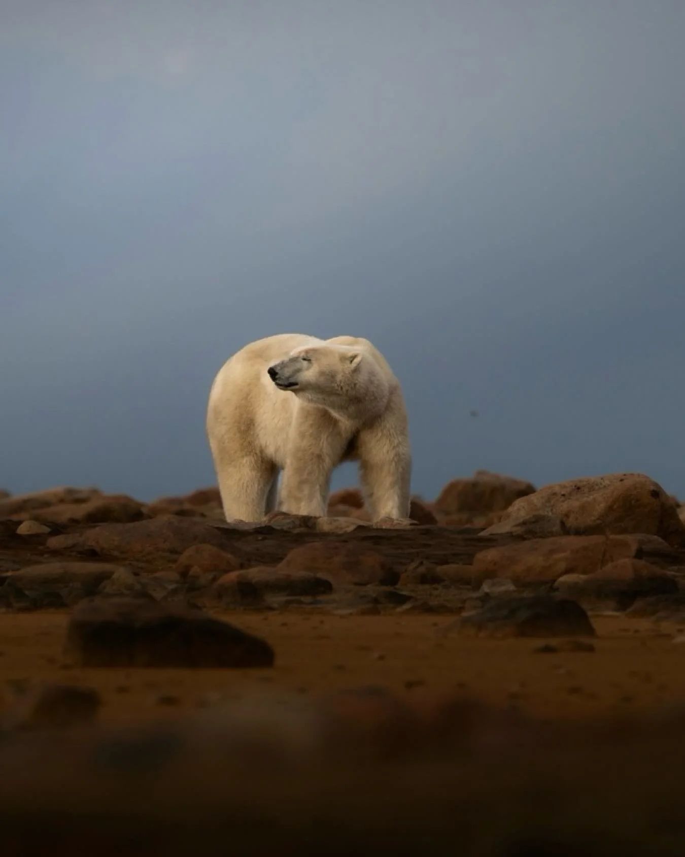 &ldquo;Waiting for Winter&rdquo;
Near Arviat, Canada, this female polar bear waits at the edge of the Hudson Bay, where the land meets a sea still too warm to hold her weight. She knows the rhythm of the seasons better than any clock &mdash; the ice 