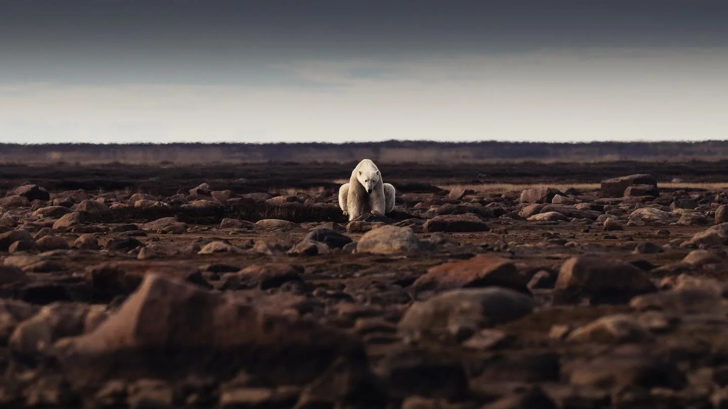 #thelonelywanderer I think inside of us all, there is some kind of wish to escape — to a whole different life.
For me, that’s to the Wild.
The more I see, the more I believe we are the ones behind the glass — watching, safe, distan