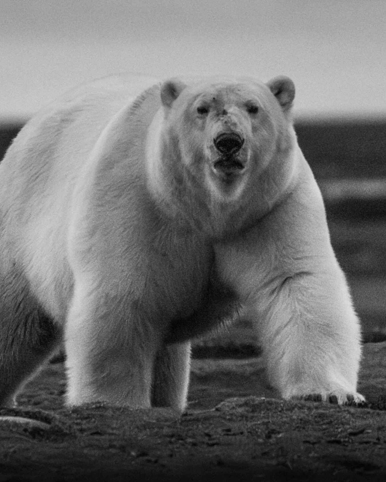 “Waiting for Winter”
Near Arviat, Canada, this female polar bear waits at the edge of the Hudson Bay, where the land meets a sea still too warm to hold her weight. She knows the rhythm of the seasons better than any clock — the ice