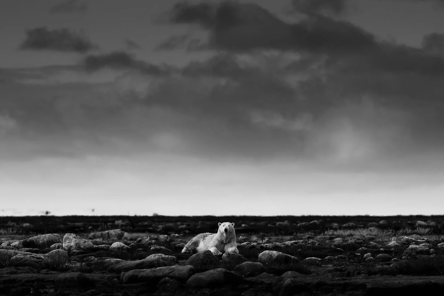 &ldquo;Waiting for Winter&rdquo;
Near Arviat, Canada, this female polar bear waits at the edge of the Hudson Bay, where the land meets a sea still too warm to hold her weight. She knows the rhythm of the seasons better than any clock &mdash; the ice 