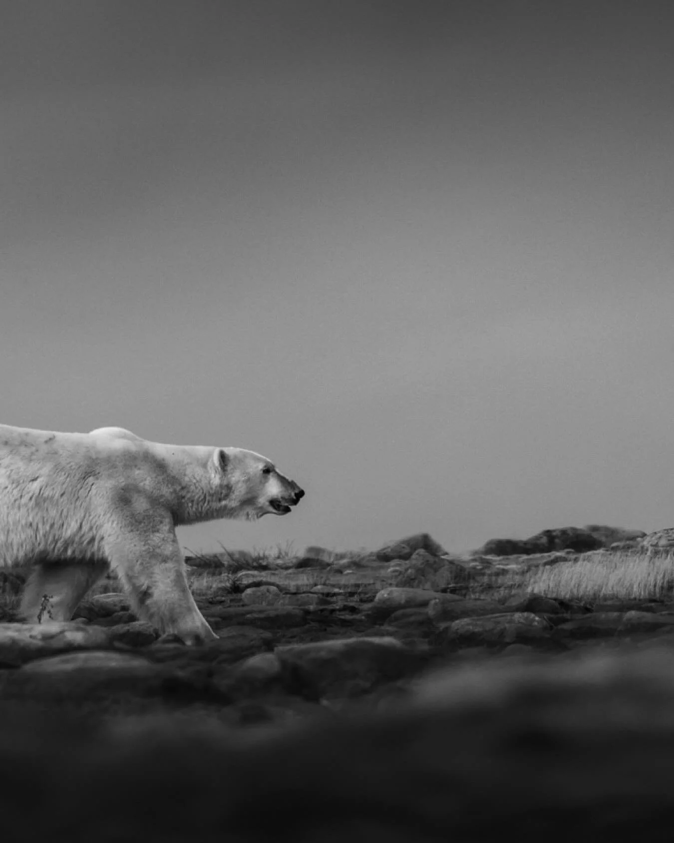 I think inside of us all, there is some kind of wish to escape &mdash; to a whole different life.
For me, that&rsquo;s to the Wild.

The more I see, the more I believe we are the ones behind the glass &mdash; watching, safe, distant, mistaking comfor