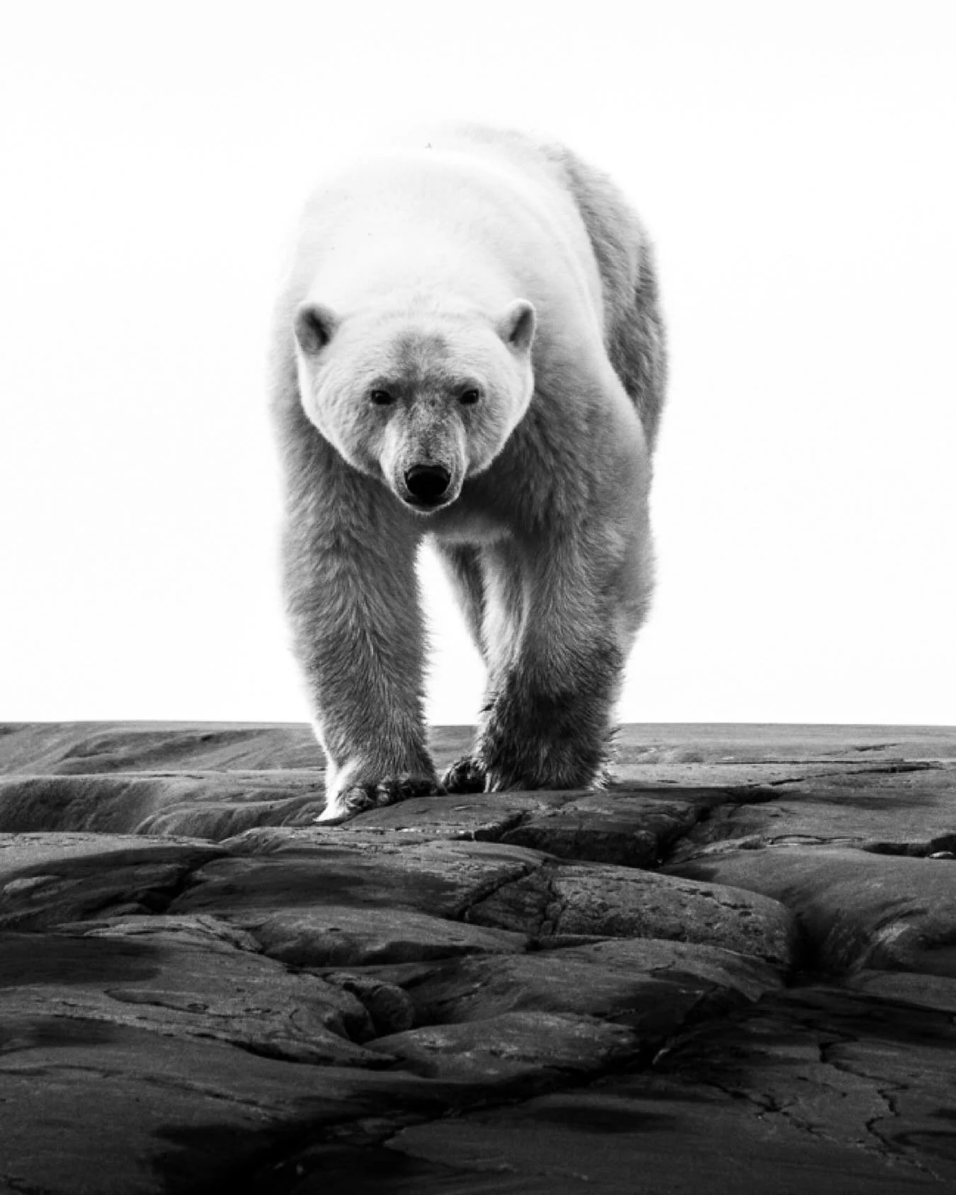 &ldquo;Eight Years&rdquo;

For eight years I followed a vision&mdash;
a single bear emerging from the white,
the quiet embodiment of everything I seek in the wild:
truth, solitude, presence.

She appeared at last, walking toward me
across the fractur