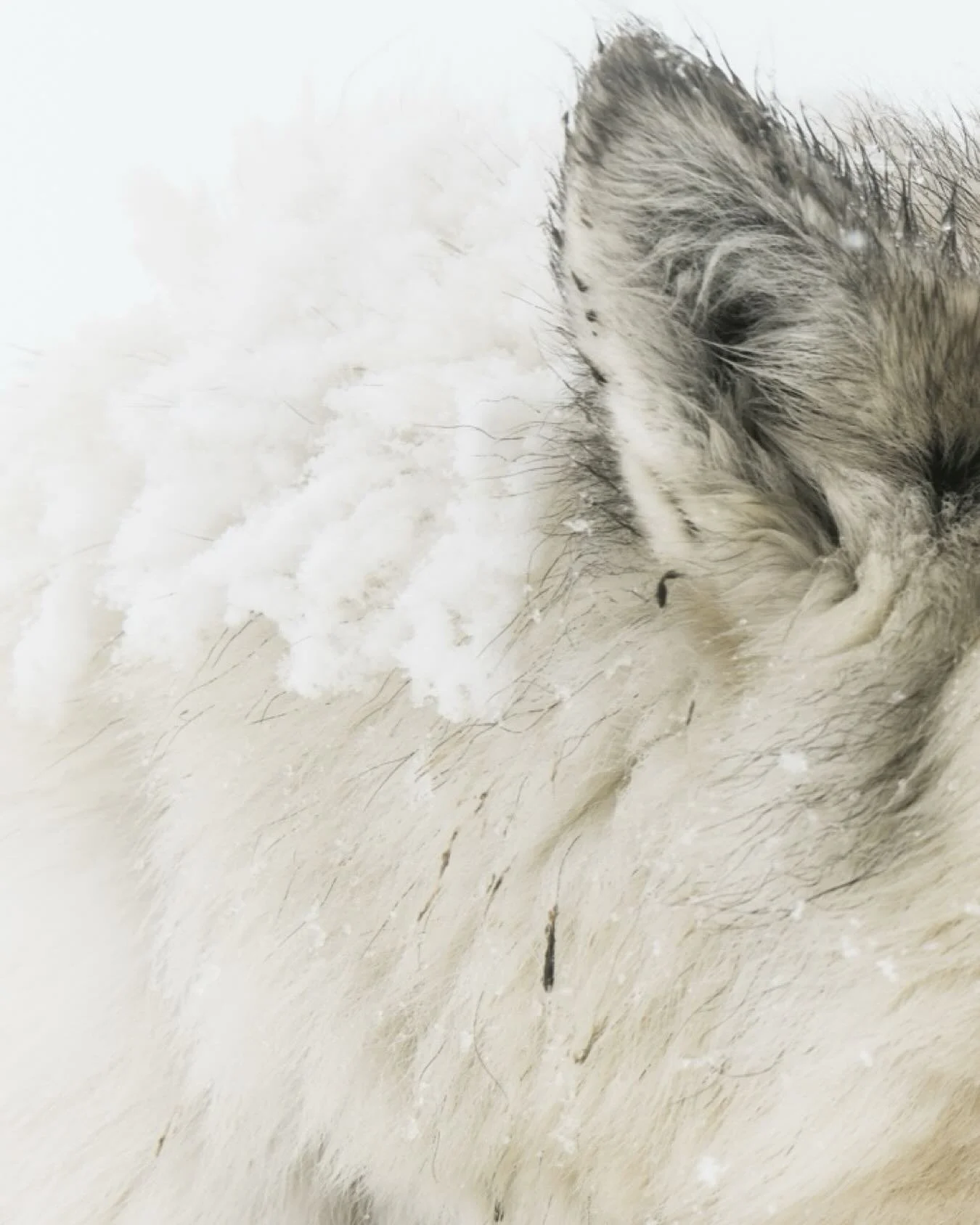 In one of the harshest environments on Earth, where temperatures plunge and the wind never really rests, there is only one dog in the world built to live like this — the dog of the Arctic on Baffin Island.
These dogs don’t just visit win