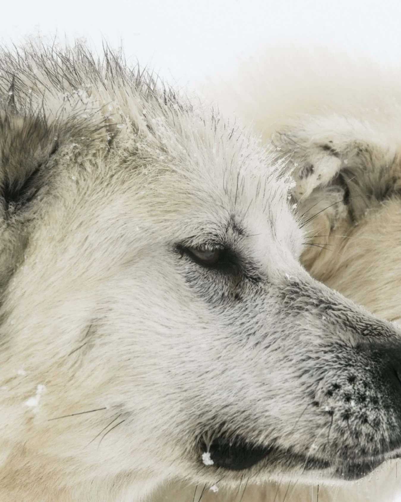 In one of the harshest environments on Earth, where temperatures plunge and the wind never really rests, there is only one dog in the world built to live like this &mdash; the dog of the Arctic on Baffin Island.

These dogs don&rsquo;t just visit win