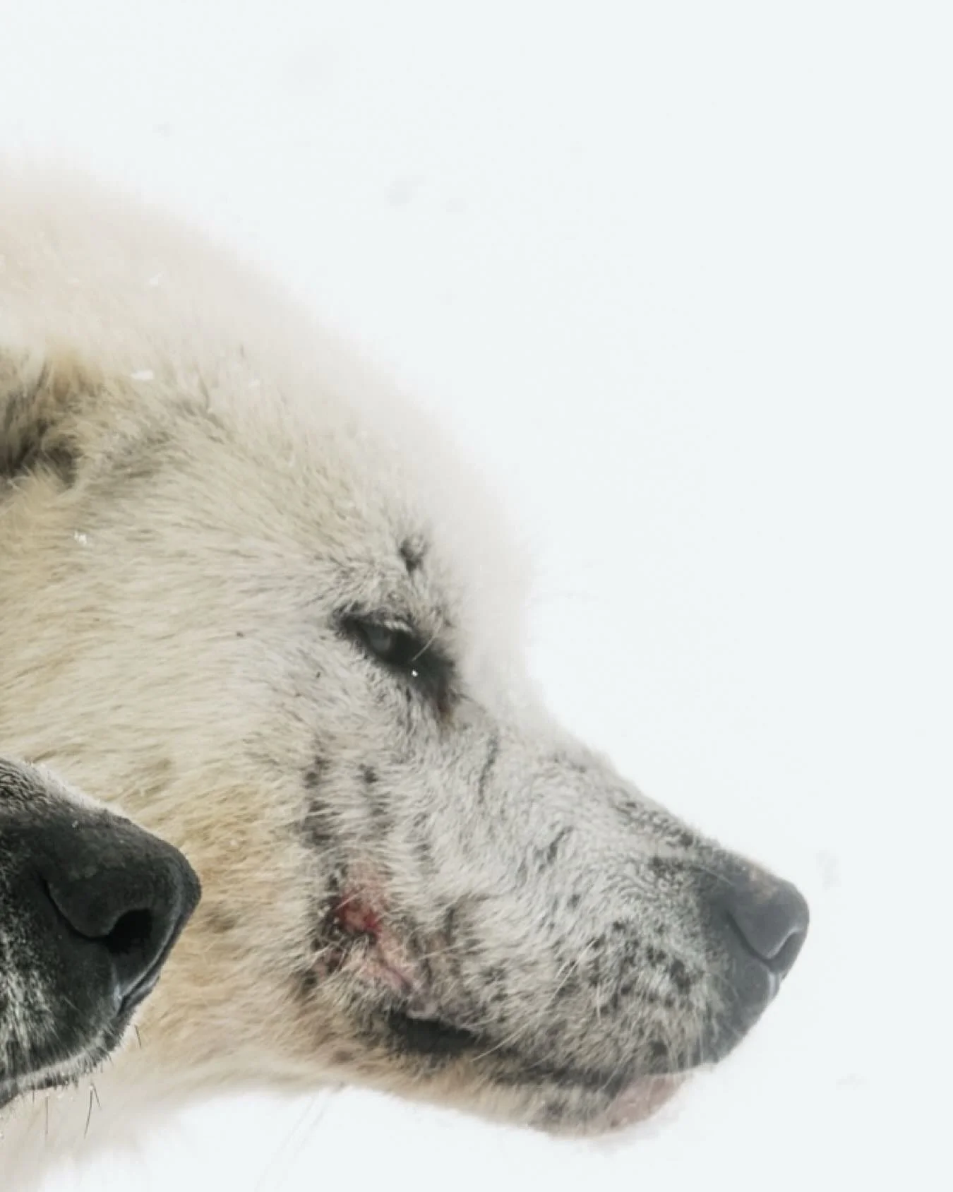 In one of the harshest environments on Earth, where temperatures plunge and the wind never really rests, there is only one dog in the world built to live like this &mdash; the dog of the Arctic on Baffin Island.

These dogs don&rsquo;t just visit win