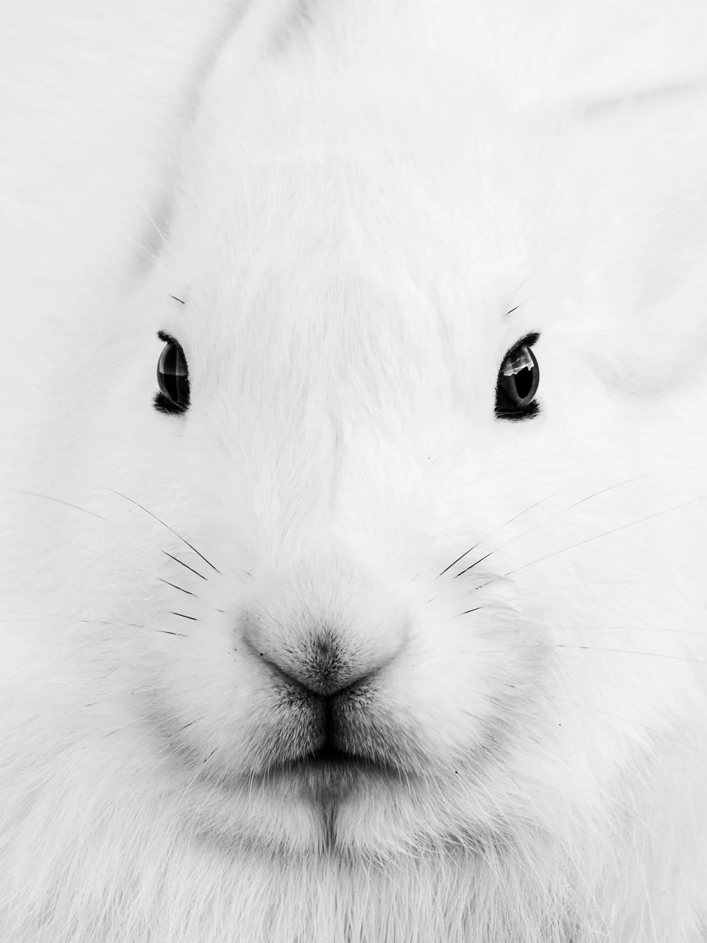 He was behind a rock, facing the wind &mdash; all alone. Something so perfect. That&rsquo;s why the Arctic amuses me so much: its delicate perfection, its beauty, its purity.
The Arctic Hare is one of the most exquisite survivors of the North. Wrappe