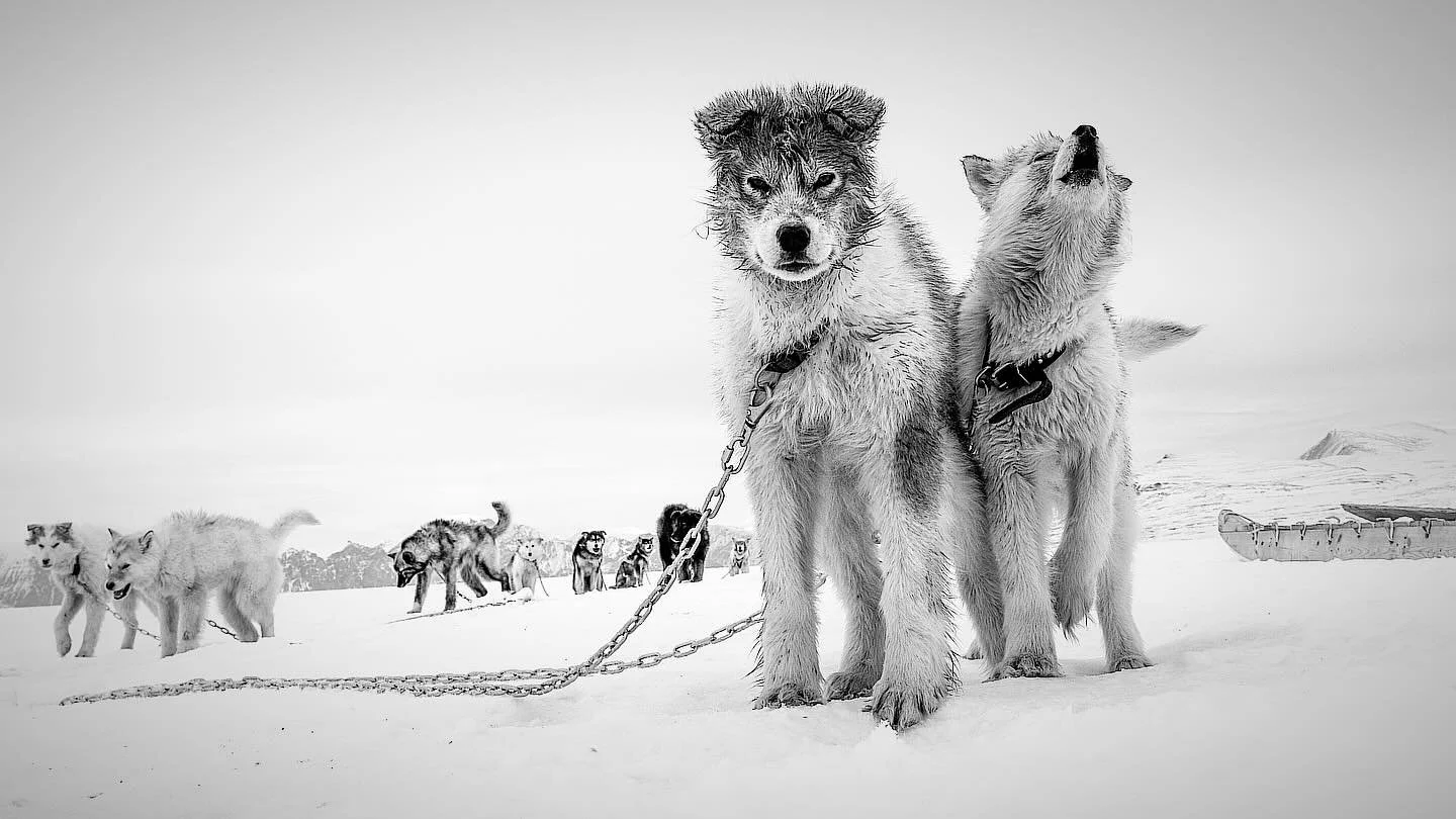 In one of the harshest environments on Earth, where temperatures plunge and the wind never really rests, there is only one dog in the world built to live like this &mdash; the dog of the Arctic on Baffin Island.

These dogs don&rsquo;t just visit win