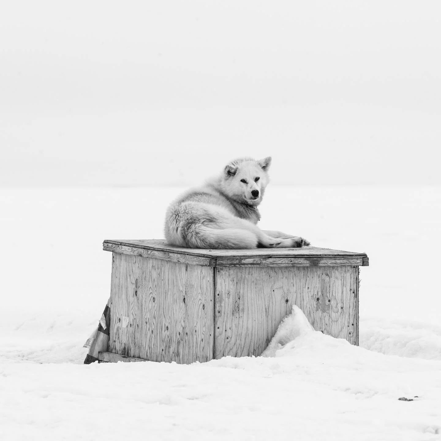 In one of the harshest environments on Earth, where temperatures plunge and the wind never really rests, there is only one dog in the world built to live like this &mdash; the dog of the Arctic on Baffin Island.

These dogs don&rsquo;t just visit win