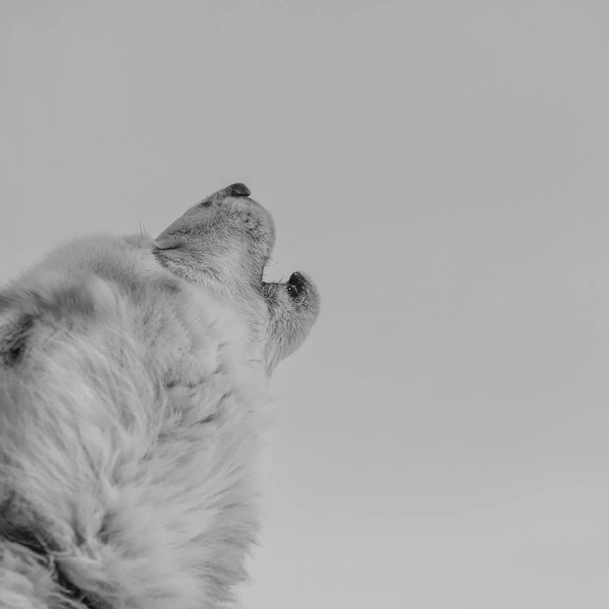 Scratching at the surface now
And I&rsquo;m trying hard to work it out
And so much has gone misunderstood
And this mystery only leads to doubt #echoesofthepack