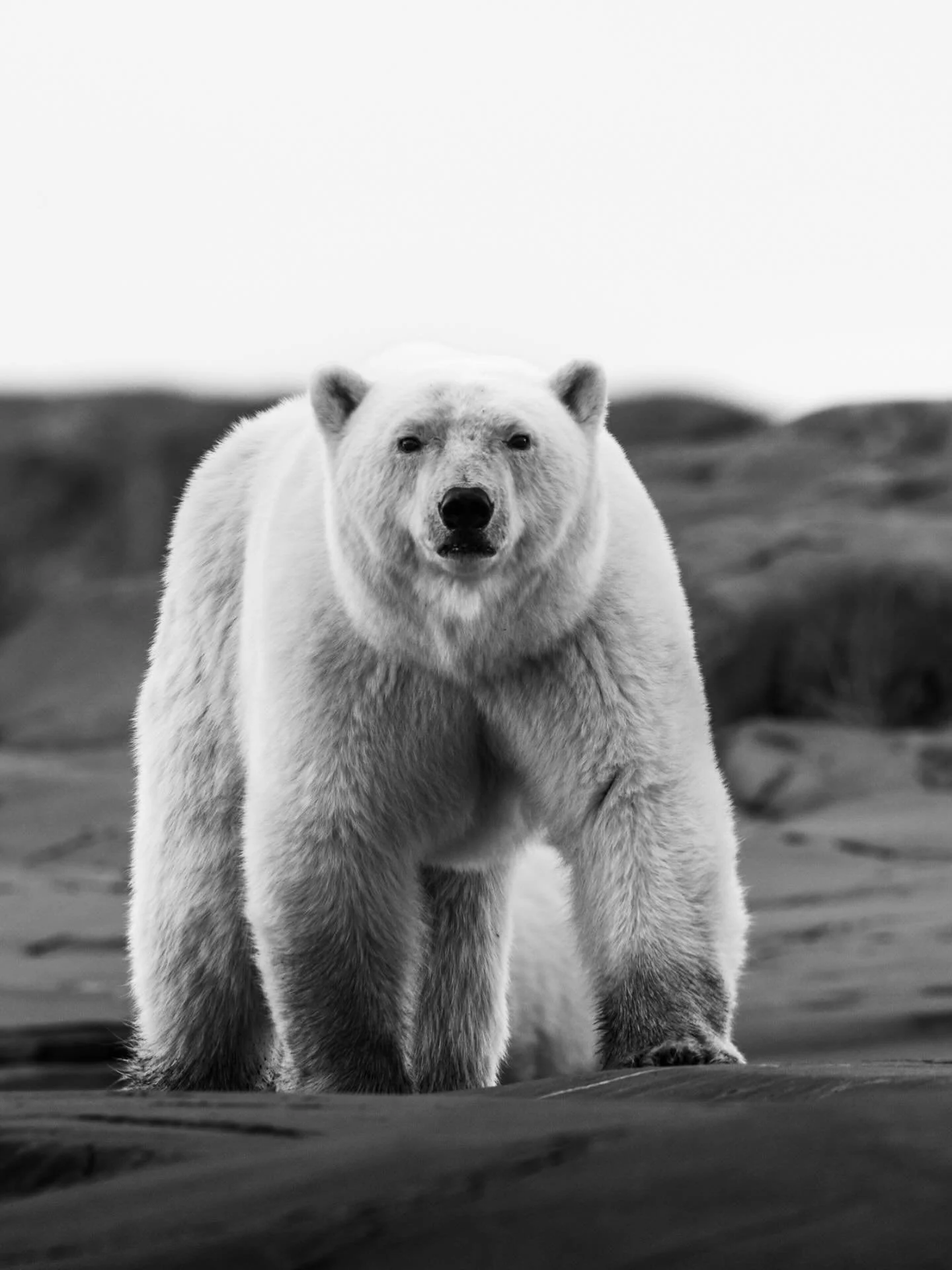 I think inside of us all, there is some kind of wish to escape &mdash; to a whole different life.
For me, that&rsquo;s to the Wild.

The more I see, the more I believe we are the ones behind the glass &mdash; watching, safe, distant, mistaking comfor