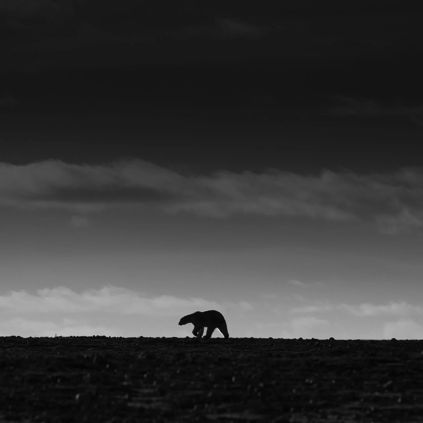 Waiting for the Ice (Part III) Arviat, Canada 2025 #polarbear