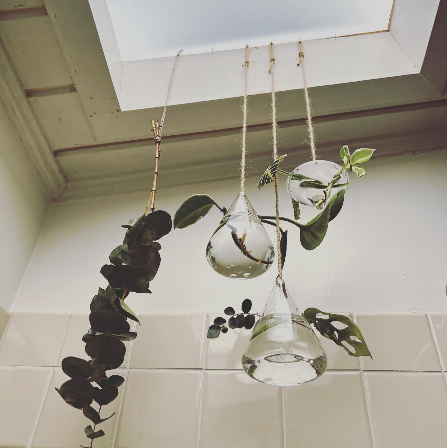 Creating little vignettes brings me joy and peace. A simple little touch of intention goes a long way 🥰

#vignette #intentions #interiordesign #bathroom #bathroomplants #propagation #propogationstation #peace #pleasingtotheeye #plantporn #ease #skyl