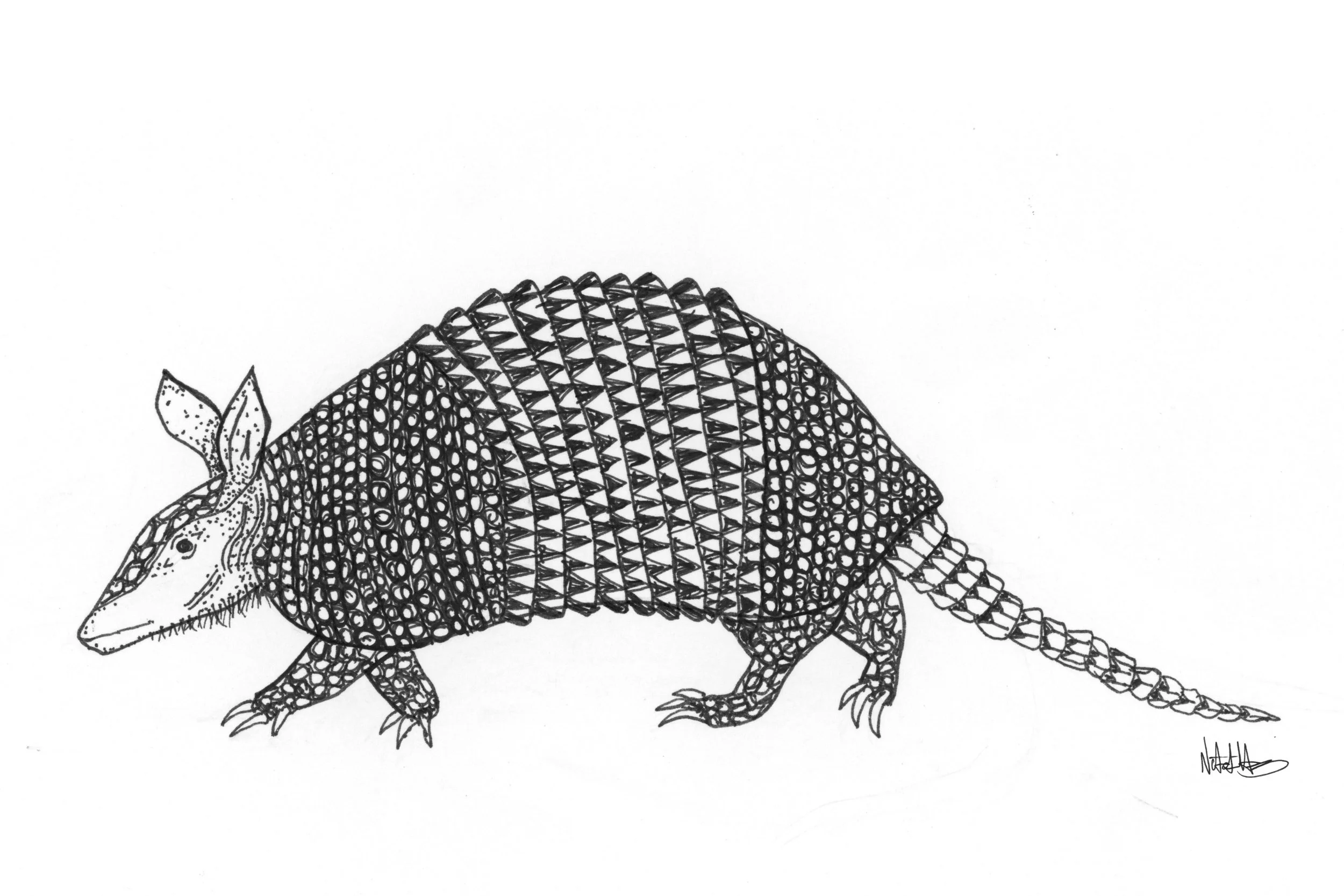 armadillo.jpg