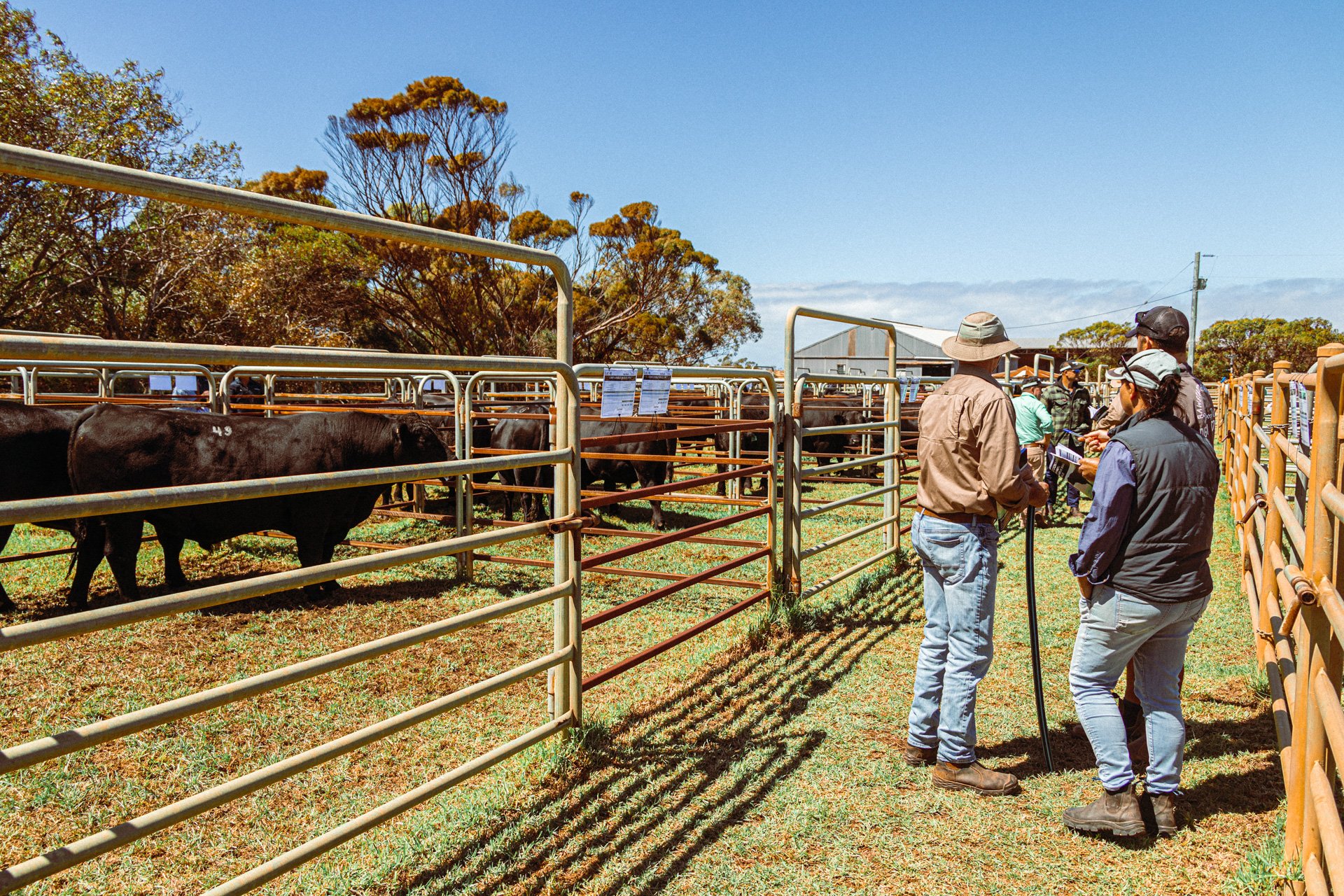 Sale Yards
