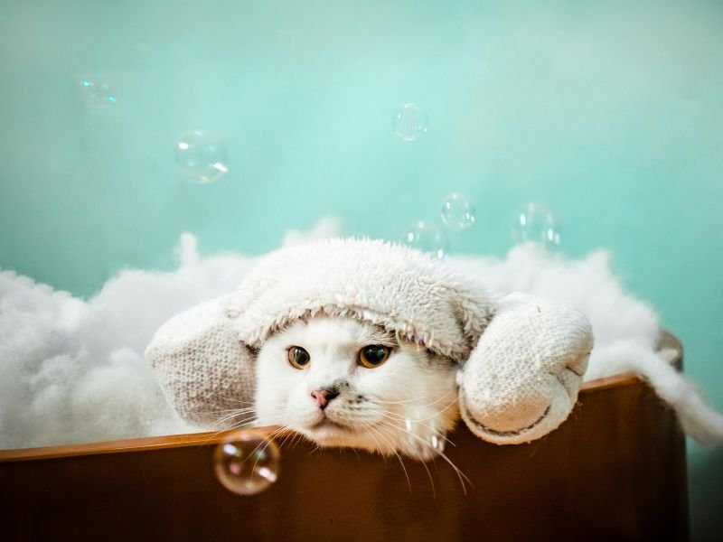 Grooming Hewan di Rumah Aman atau Tidak? Ini Penjelasannya