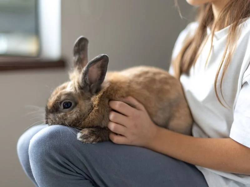 grooming kelinci terdekat