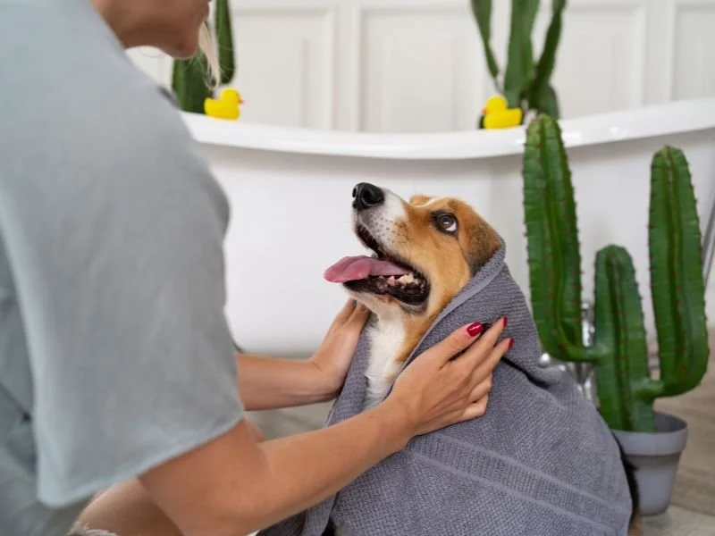 dog grooming