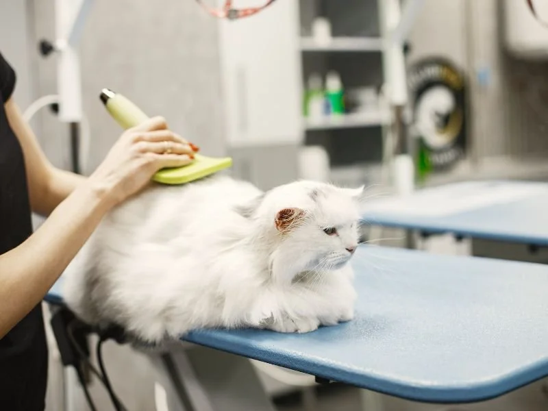 Pet Grooming Near Me Mulai 88 Ribu - Home Service