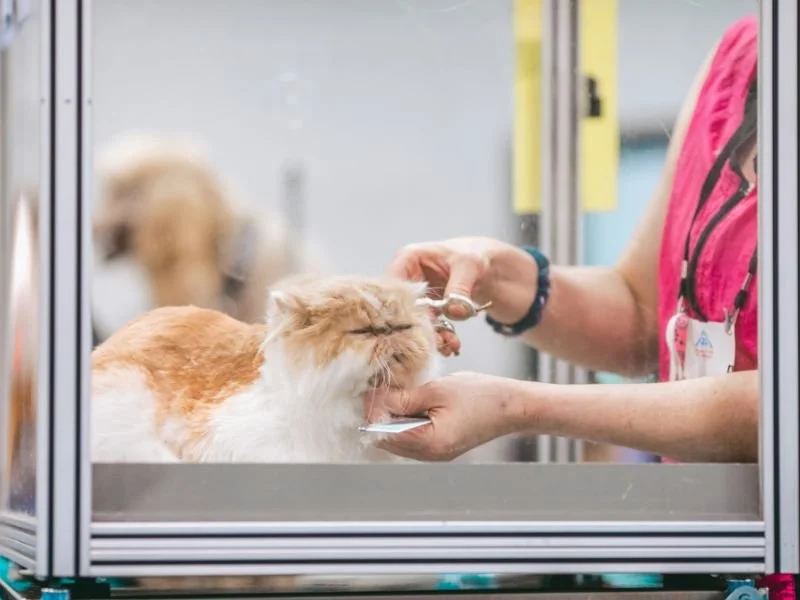 Harga Grooming Kucing Mulai 88Ribu di Houzcall