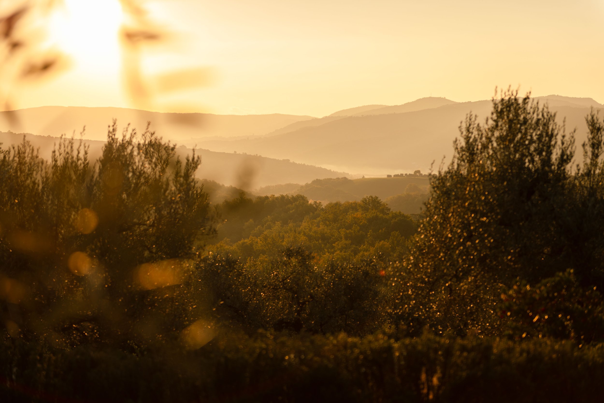 The Artist’s Take On Olive Oil Waste