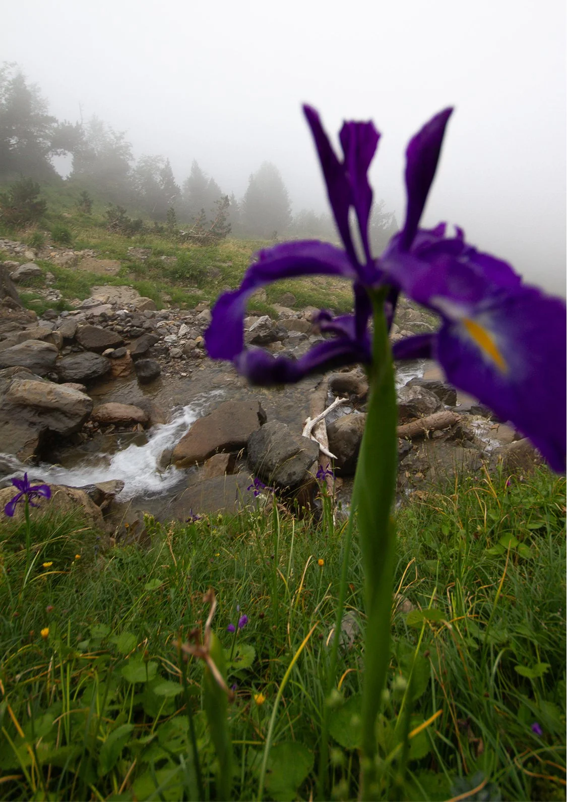Purple Iris, 2025