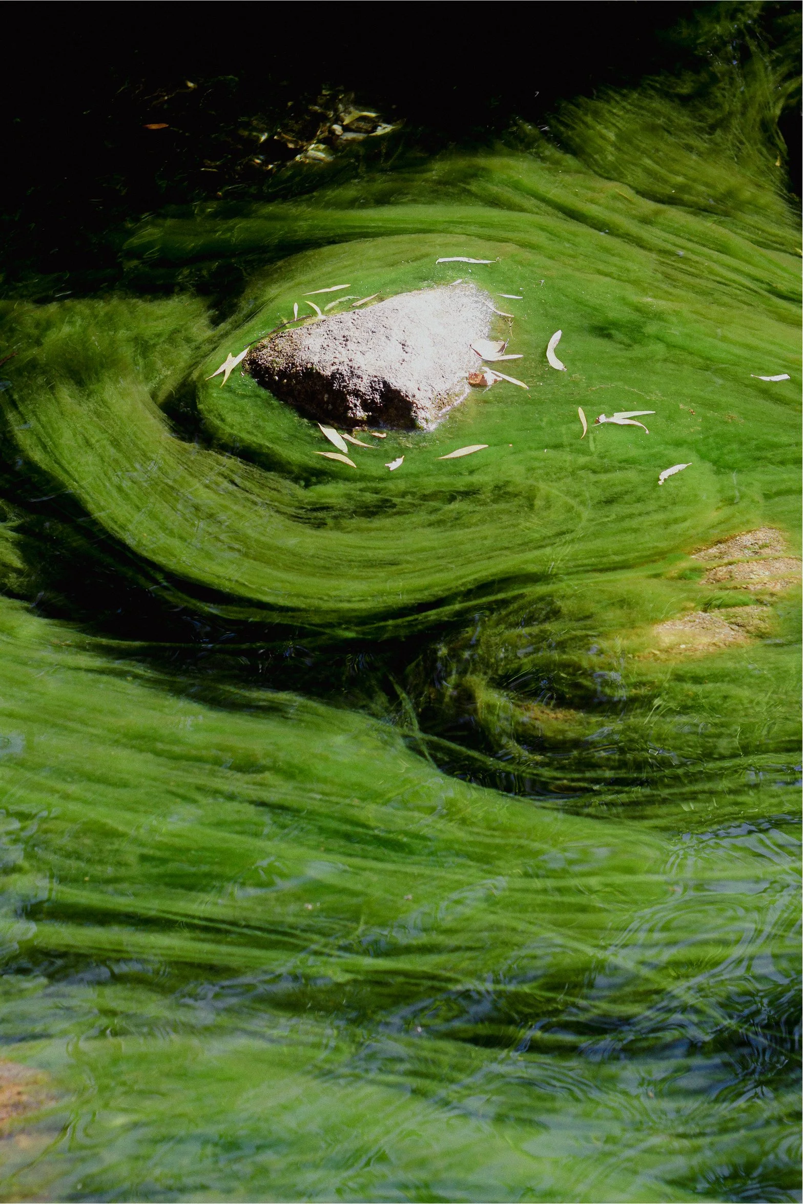 Melting Moss, 2024