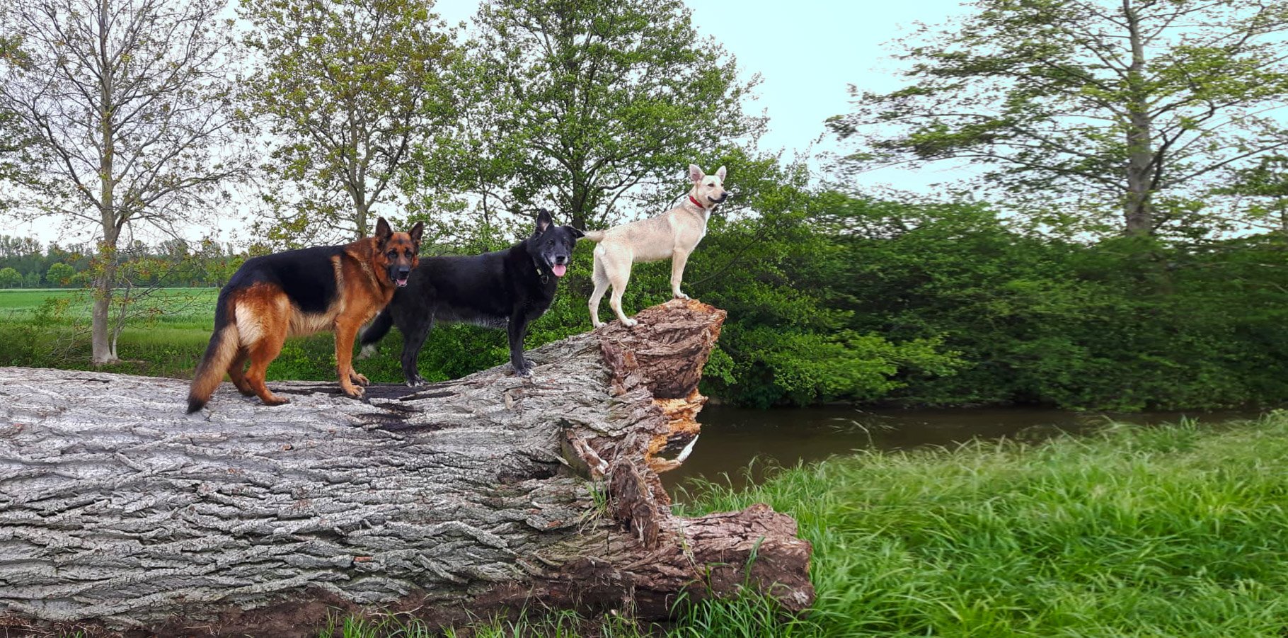 Canegatto Jutta Schimanski Tierheilpraktikerin Canegatto Jutta Schimanski Tierheilpraktikerin
