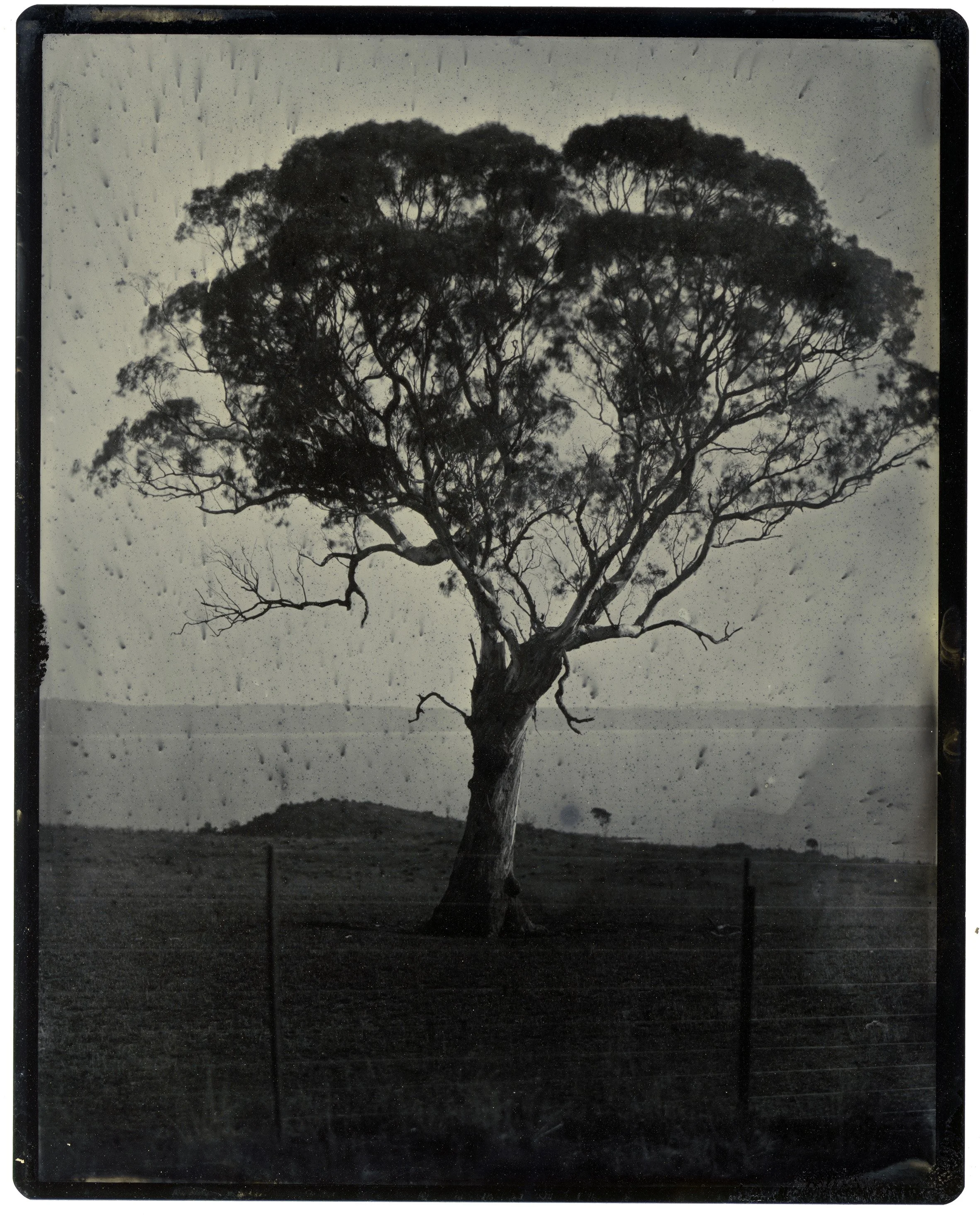 Brenda Croft, Weereewa (Lake George) Tree I (for Dorothy + Brenda), Chromalux print, scanned from original tintype, 105 × 78 cm - HONOURABLE MENTION 