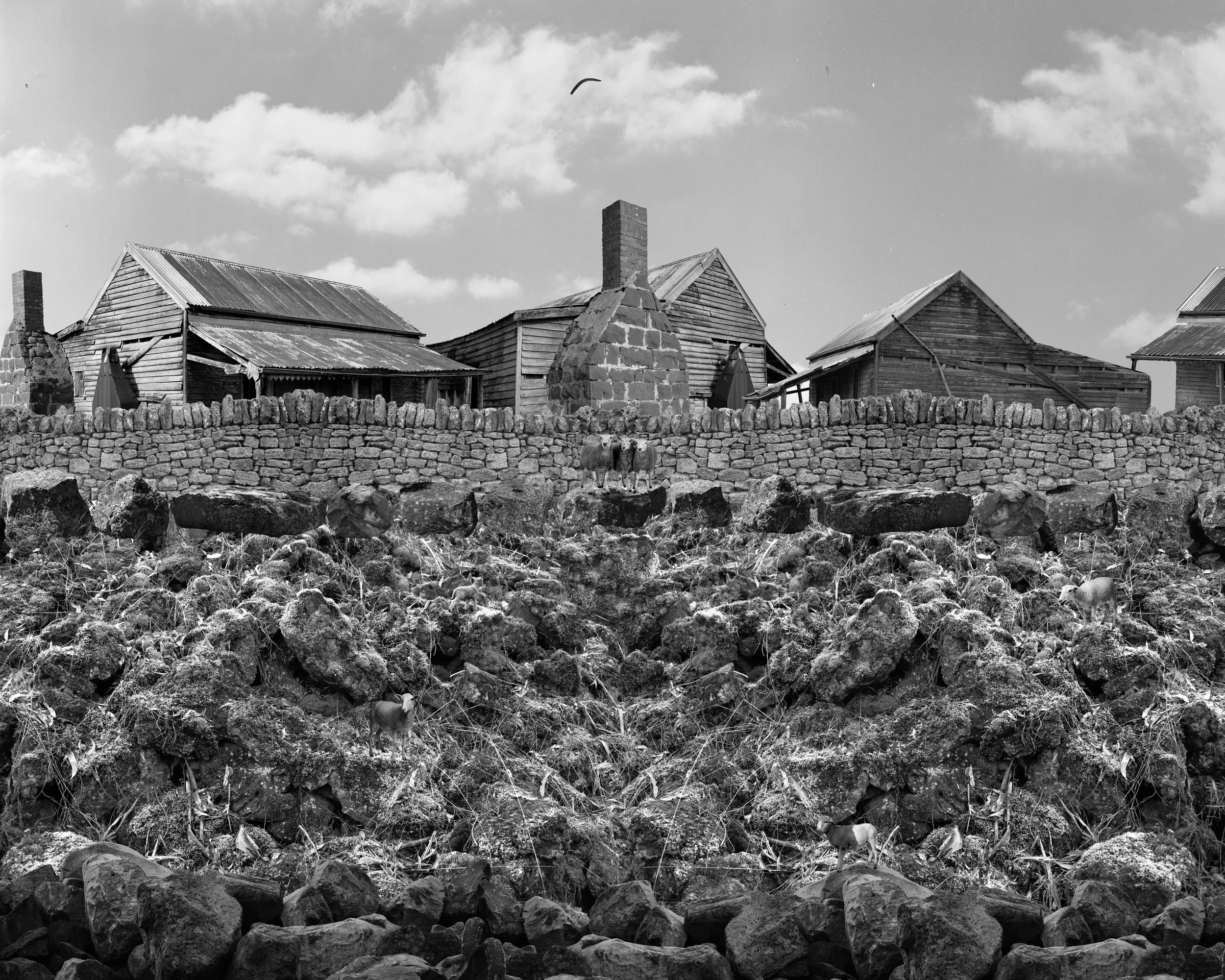 Untitled (The theft of the White men's sheep), archival inkjet print, 80 X 100 CM.