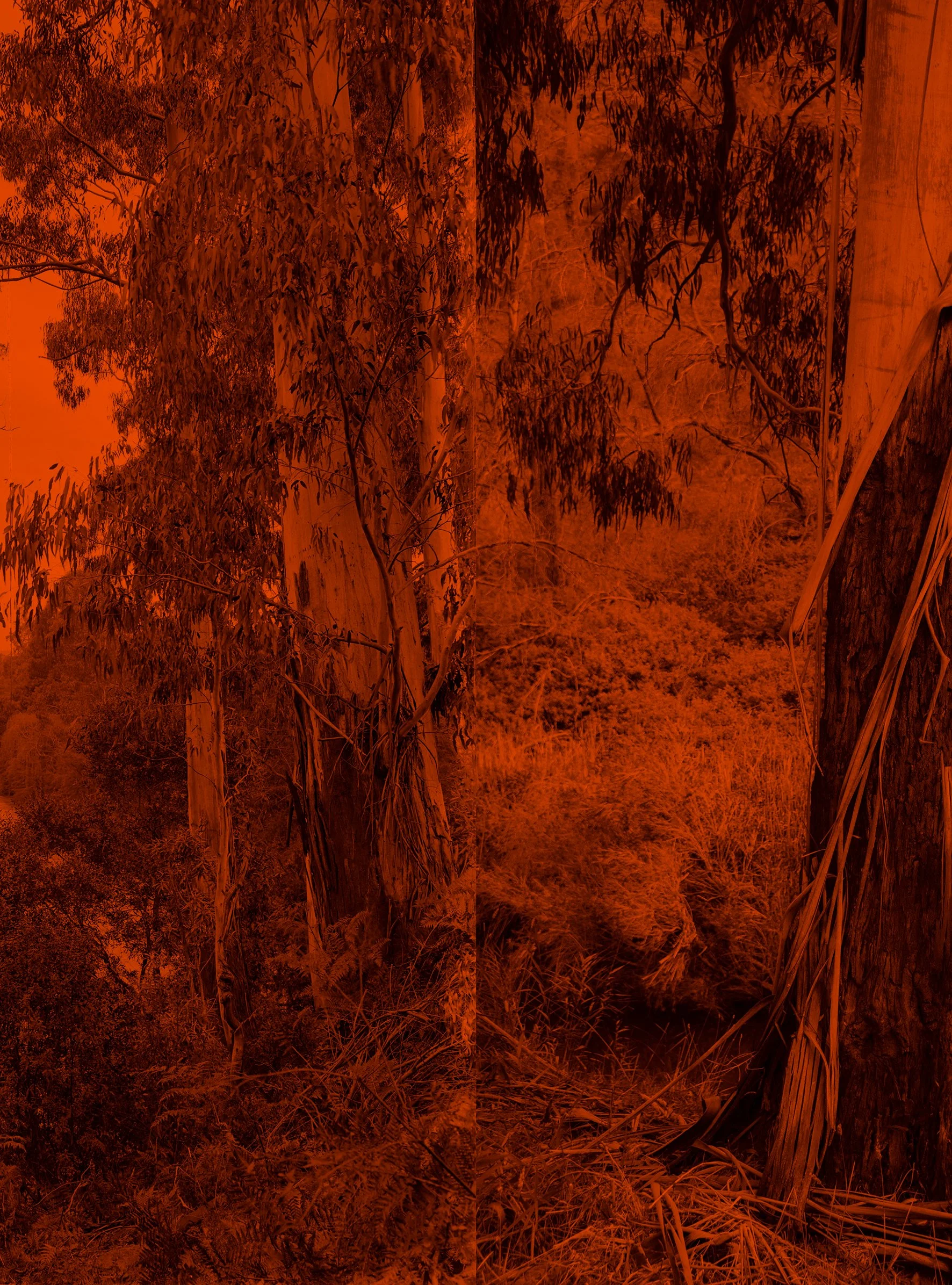 She was like the lizard that fell into the water and became a crocodile 3, archival inkjet print, 20.5 x 15 cm. 