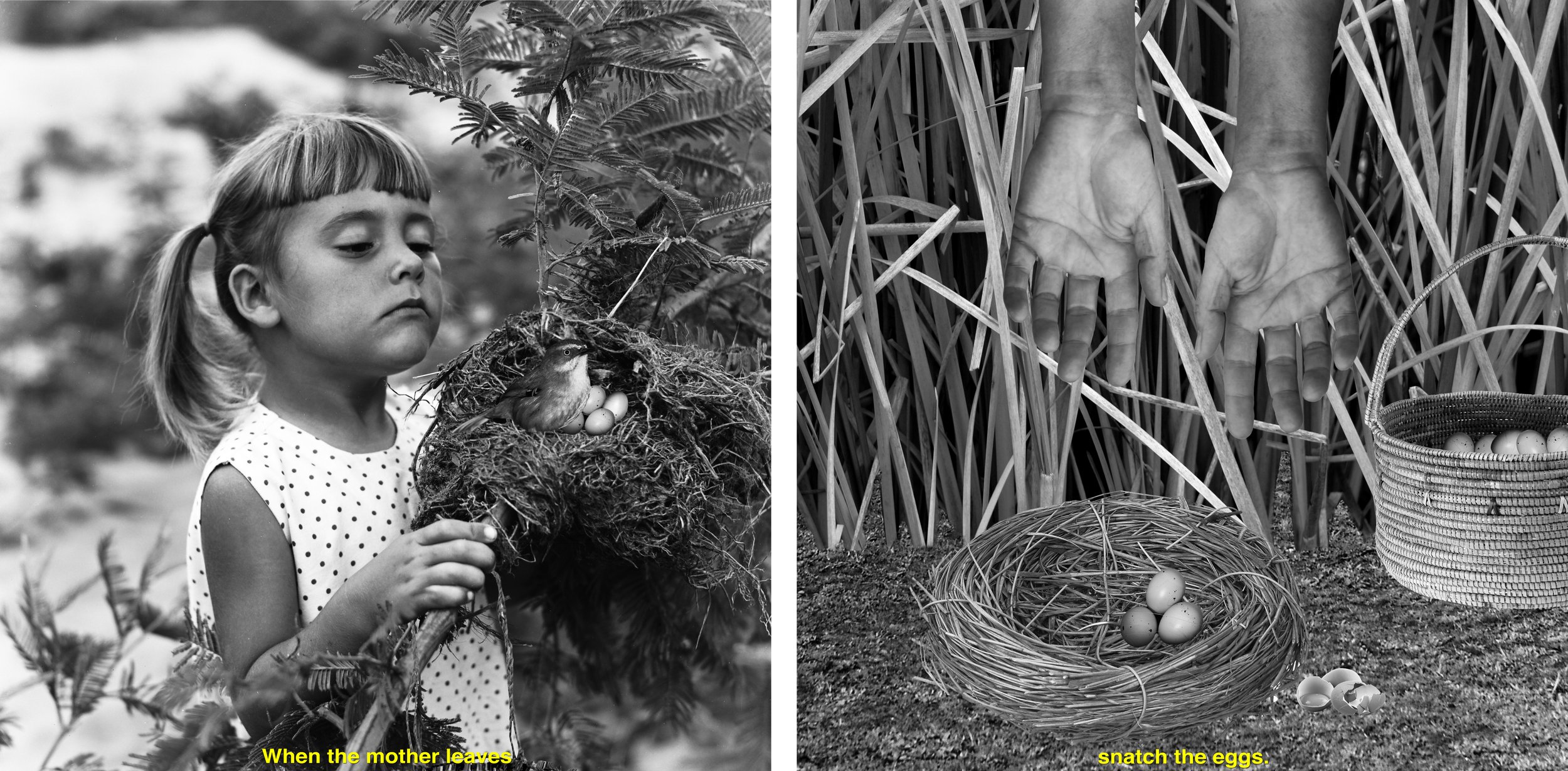Untitled (When the mother leaves snatch the eggs), diptych, archival inkjet print,  55 X 110 CM.