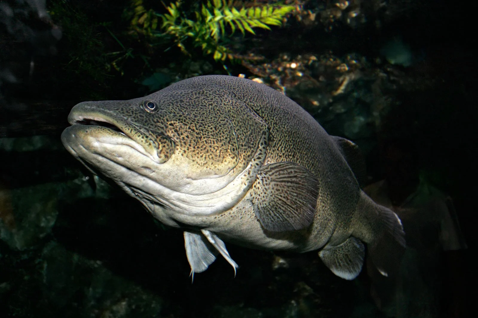 Native Fish Food