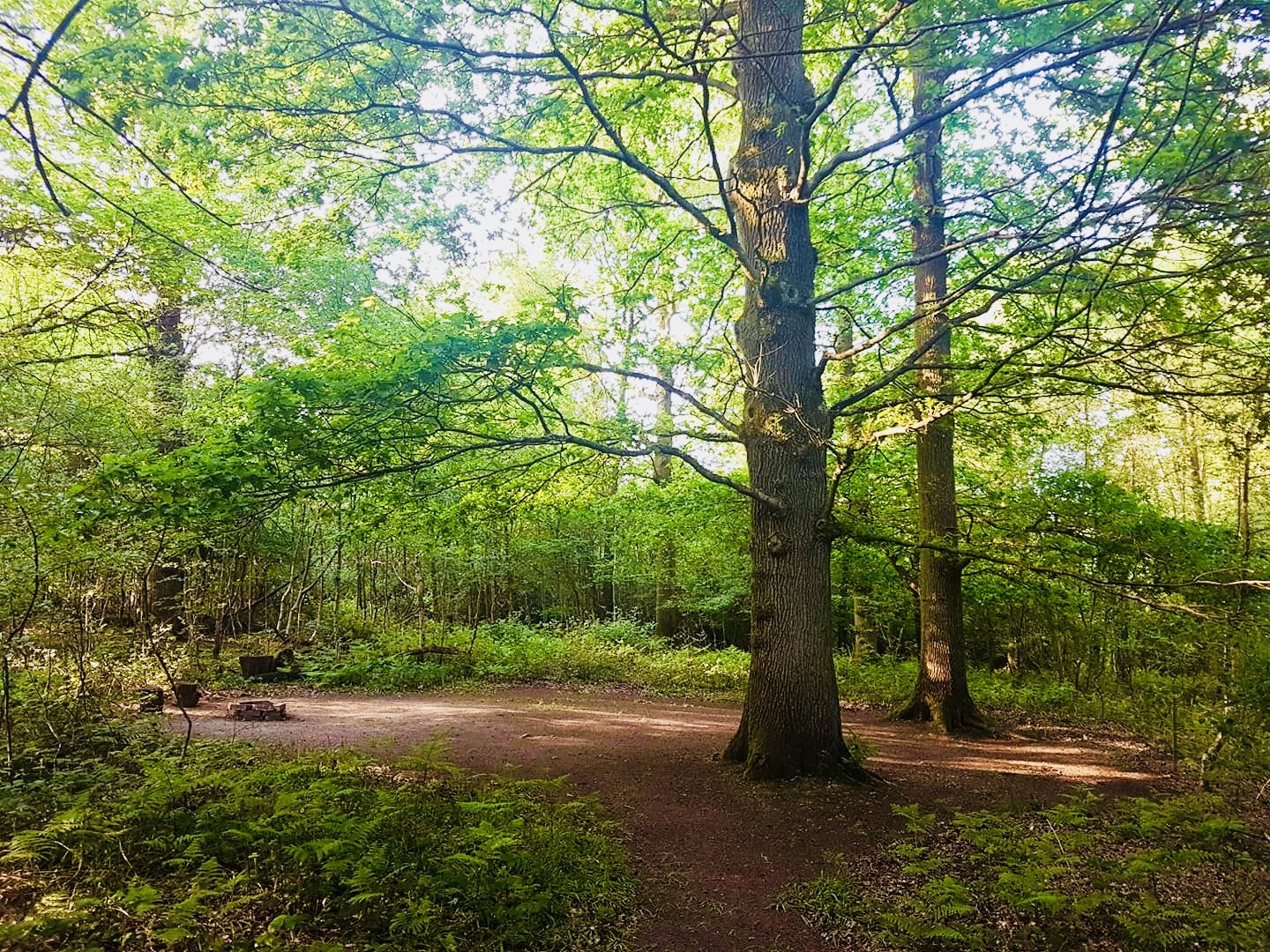 Secluded woodland setting in evergreen farm woodland campsite