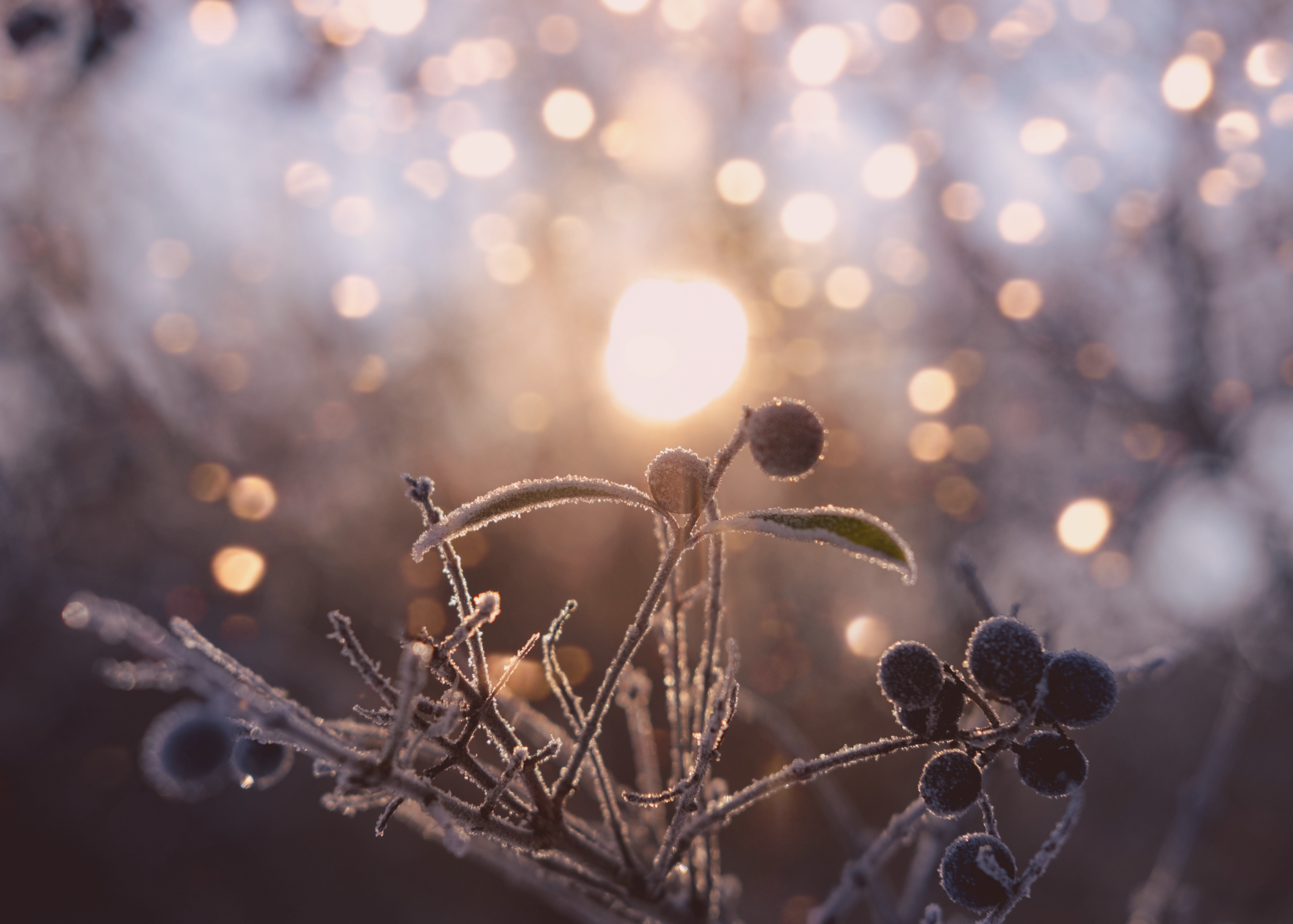 Winter Solstice Yoga (Hybrid)