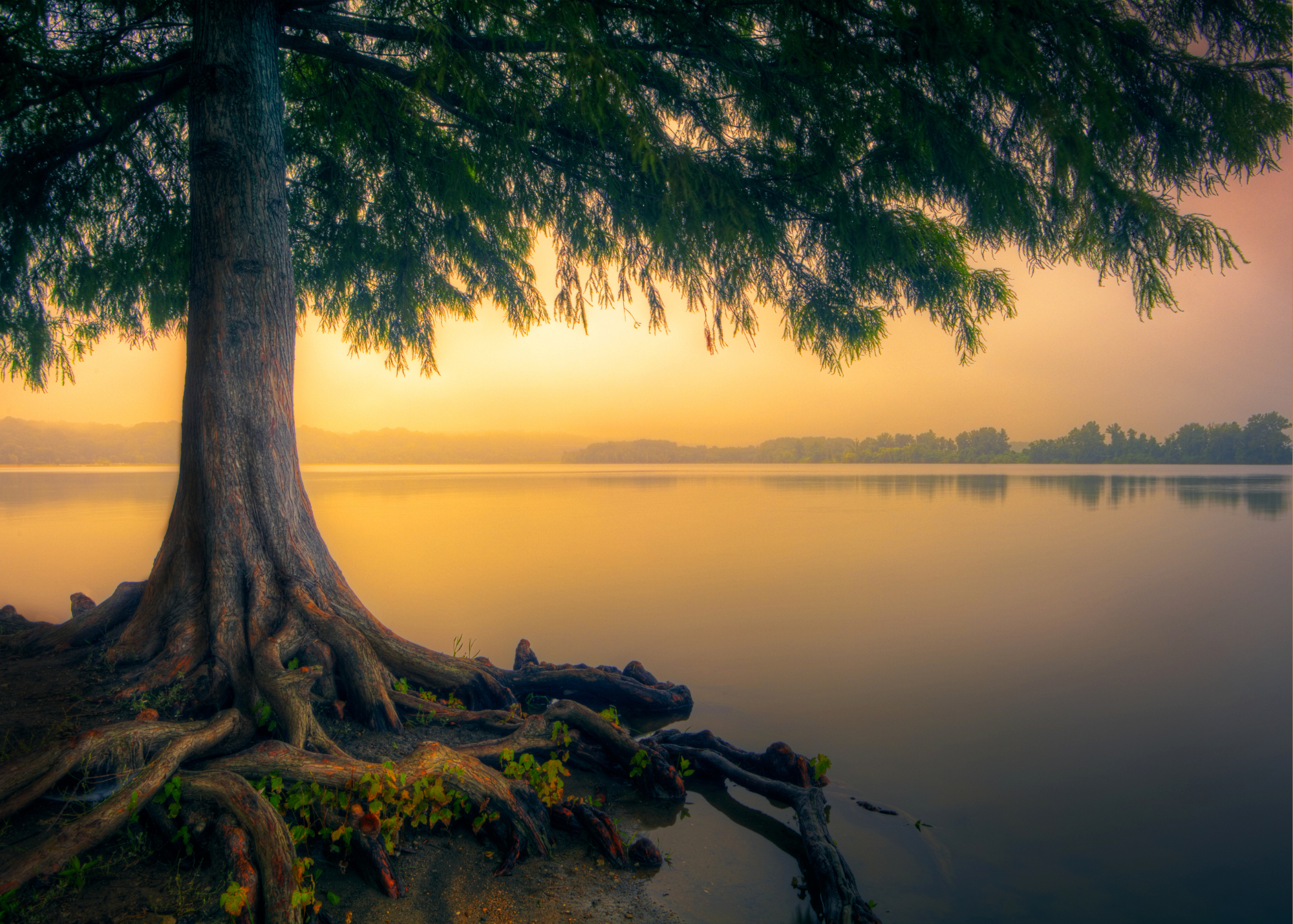 Yoga Nidra: Resting into Stillness