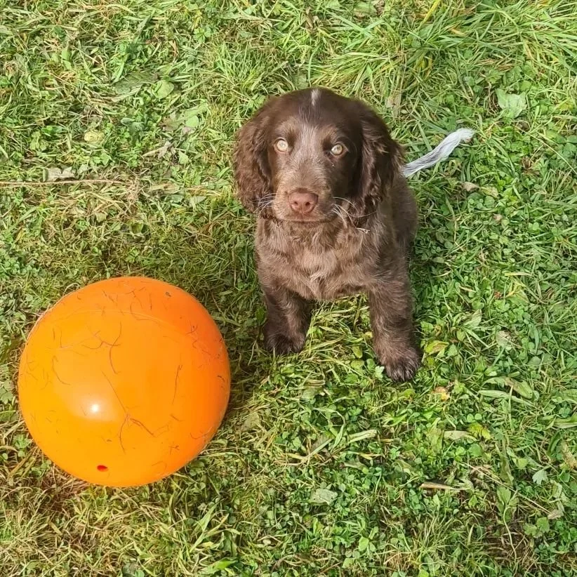 The latest editions to the Pup&amp;Paw pack 💙🩷🐶🐾

We have availability for lunchtime group walks, please feel free to DM/eMail/Whatsapp to arrange a complementary meet&amp;greet 🥰

See website for price list &amp; additional information;

https: