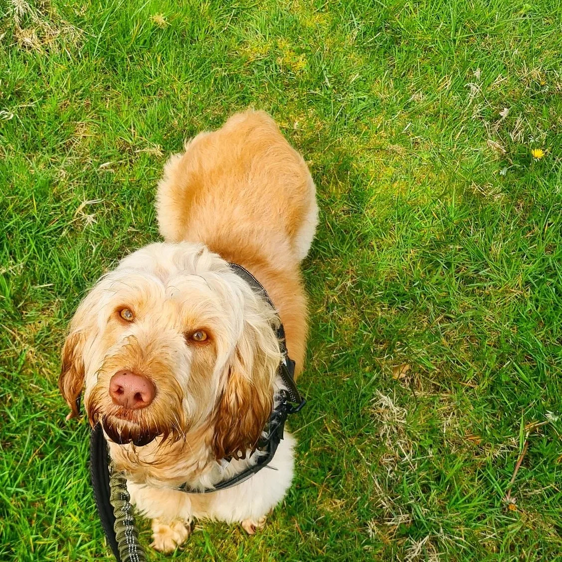 Afew gorgeous new faces who have joined our group walks 🥰 we still have spaces available - please get in touch via DM/eMail/Whatsapp to arrange a complementary meet &amp; greet 🐕

See website for price list &amp; additional information;

https://ww