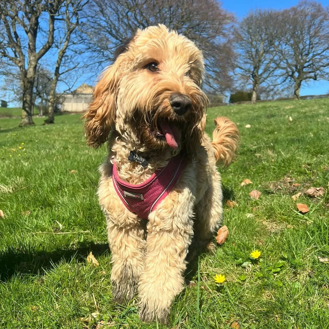 It's been a crazy few weeks with an almost broken ankle but I'm finally feeling more like myself and ready to take on new client's! ❤️&zwj;🩹

We have group walk spaces available for both the calmer, more relaxed dog and also the wilder, more rambunc