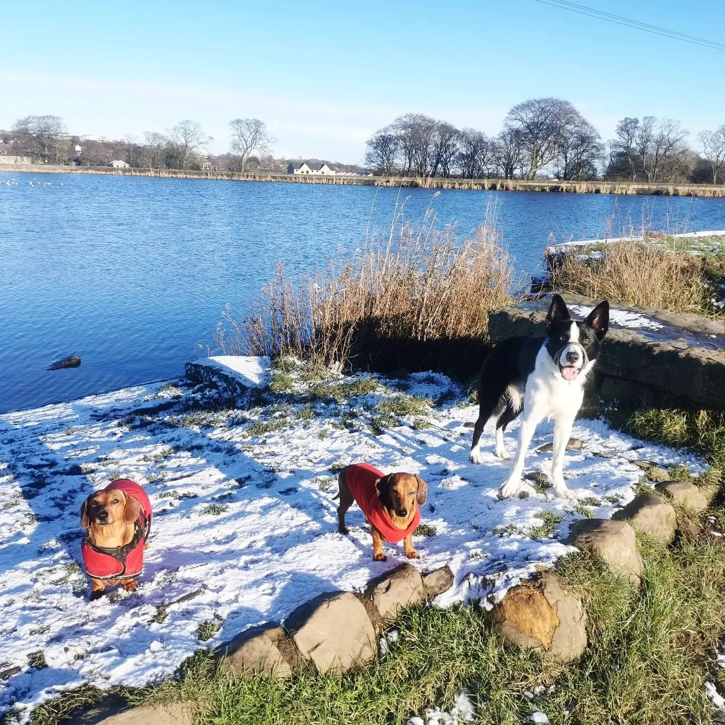 Rosie, Teddy, Zeus &amp; Coco ❄️🌞

We have availability for lunchtime group walks - please feel free to DM/eMail/Whatsapp to arrange a complementary meet&amp;greet 🥰

See website for price list &amp; additional information;

https://www.pupandpawpd