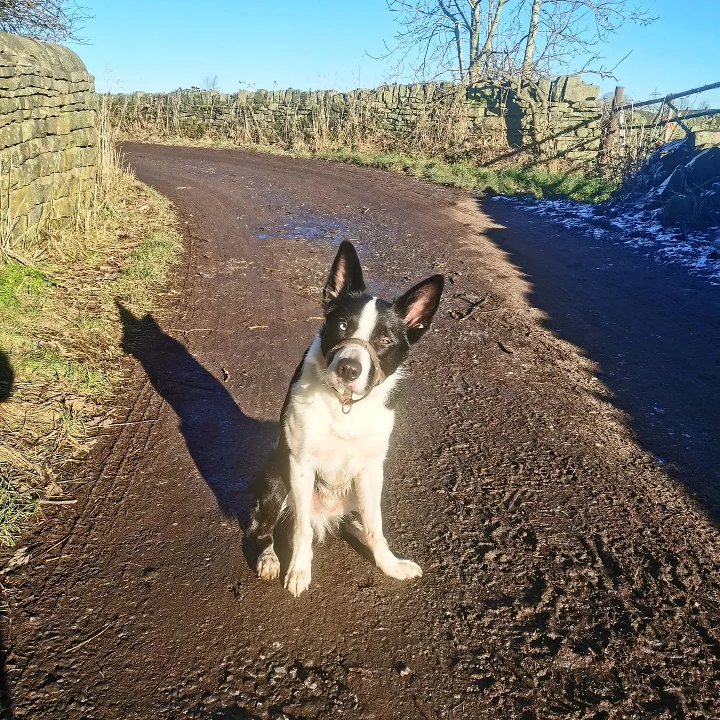 Blue skies and wagging tails, what a beautiful day to be a dogwalker! 🥰🐕

We have availability for lunchtime group walks - please feel free to DM/eMail/Whatsapp to arrange a complementary meet&amp;greet 🥰

See website for price list &amp; addition